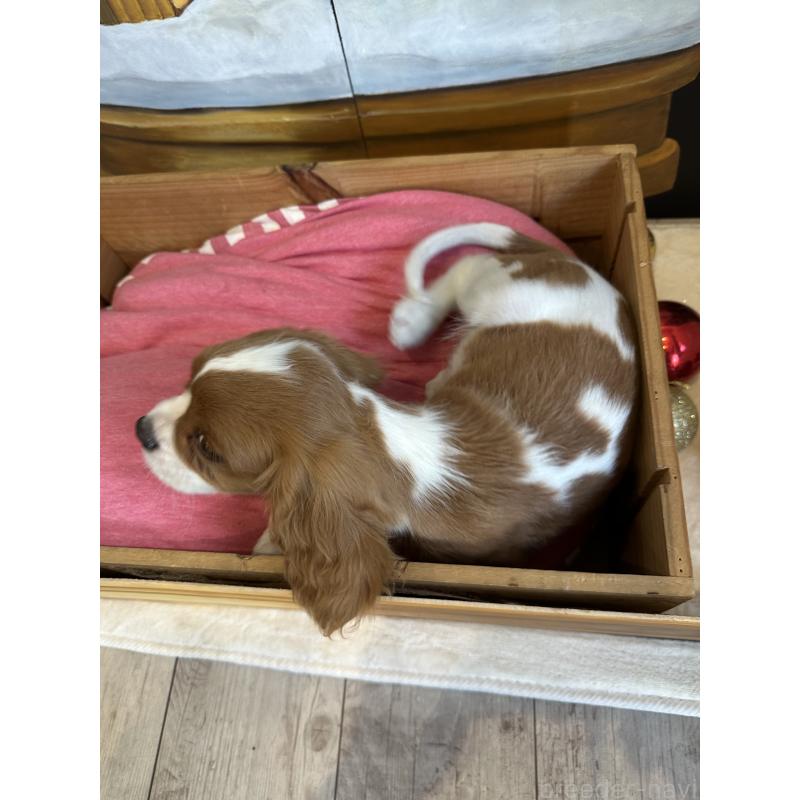 販売中の埼玉県のキャバリアキングチャールズスパニエル-433058の2枚目