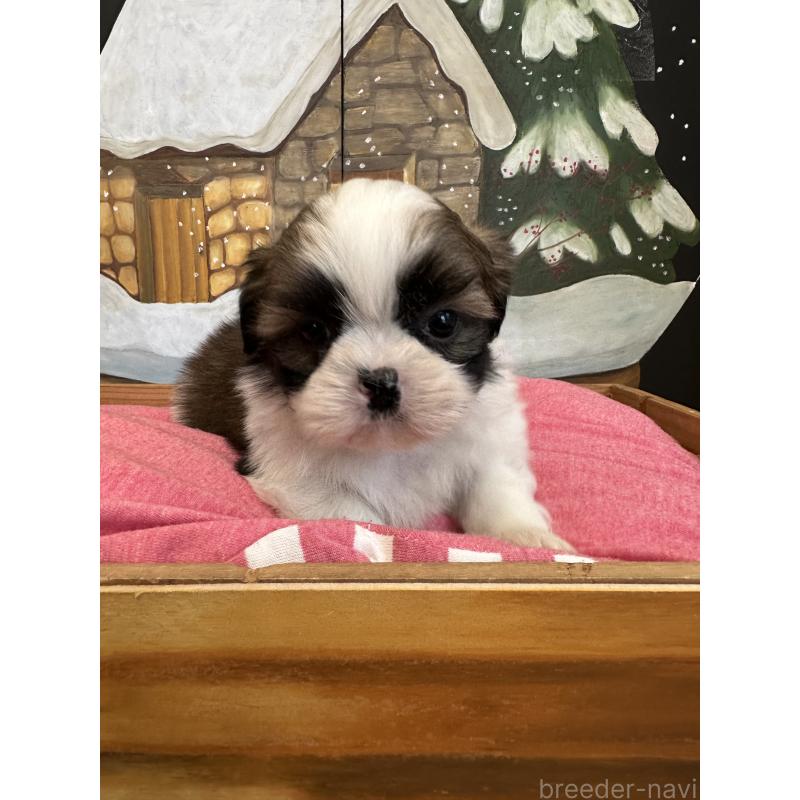 販売中の埼玉県のシーズー-440770の6枚目