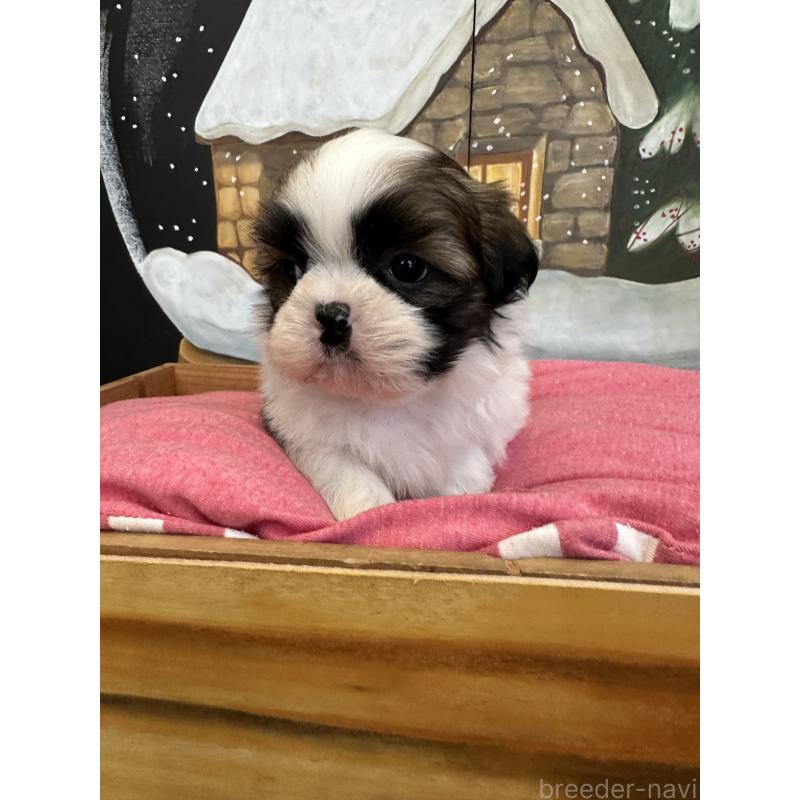 販売中の埼玉県のシーズー-440770の5枚目