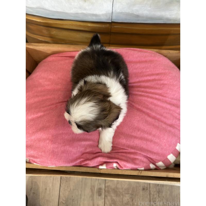 販売中の埼玉県のシーズー-440770の3枚目