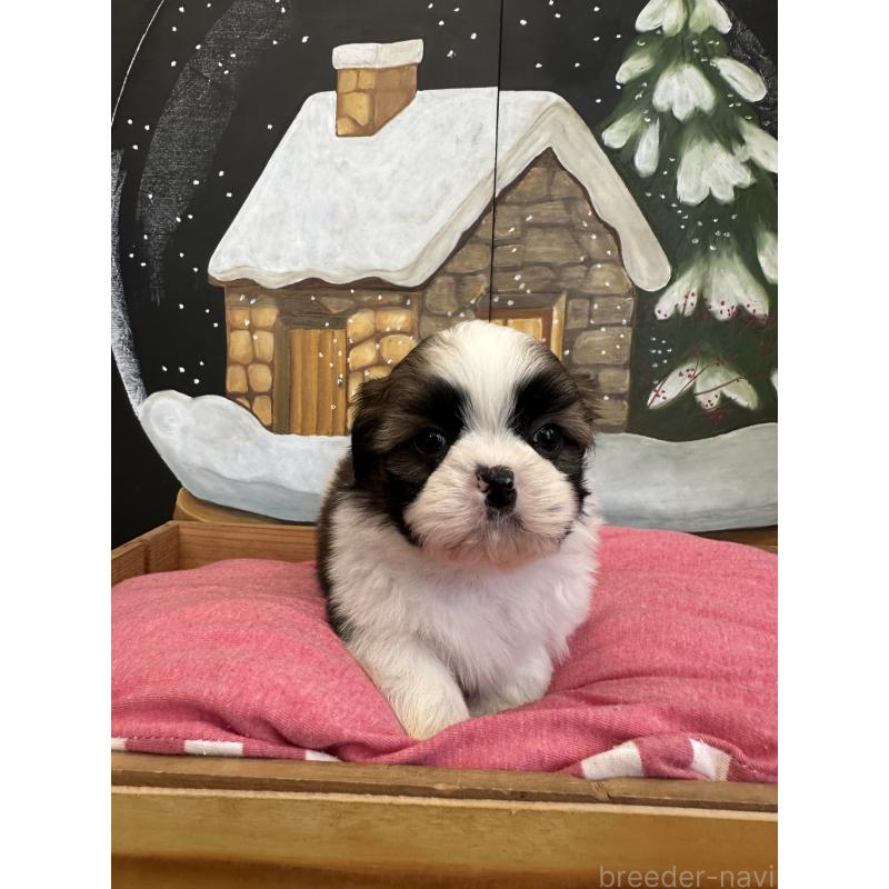 販売中の埼玉県のシーズー-440770の2枚目