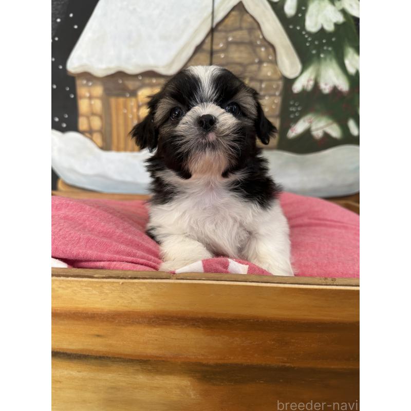 販売中の埼玉県のシーズー-440771の6枚目