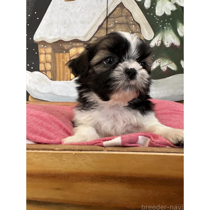 販売中の埼玉県のシーズー-440771の4枚目