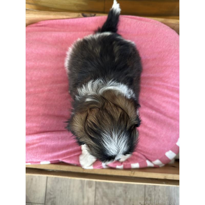 販売中の埼玉県のシーズー-440771の3枚目