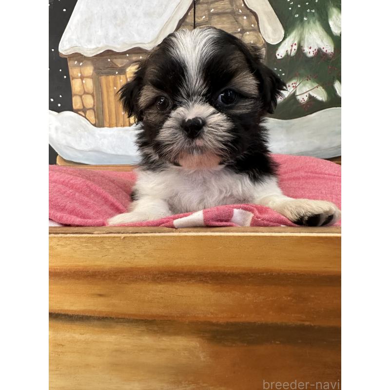 販売中の埼玉県のシーズー-440771の2枚目