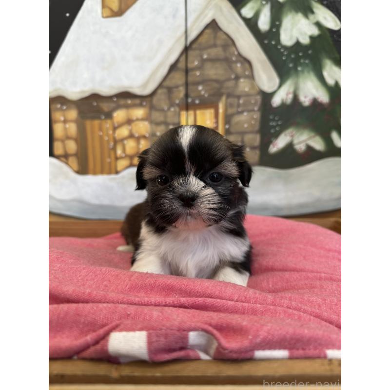 販売中の埼玉県のシーズー-440772の5枚目