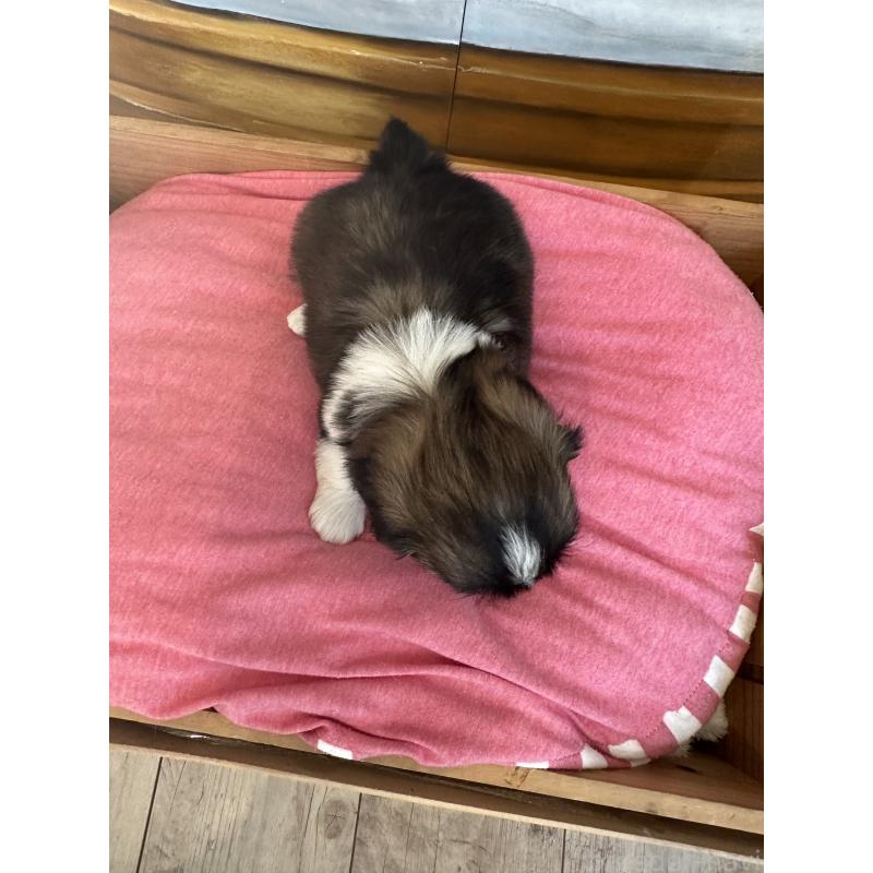 販売中の埼玉県のシーズー-440772の4枚目