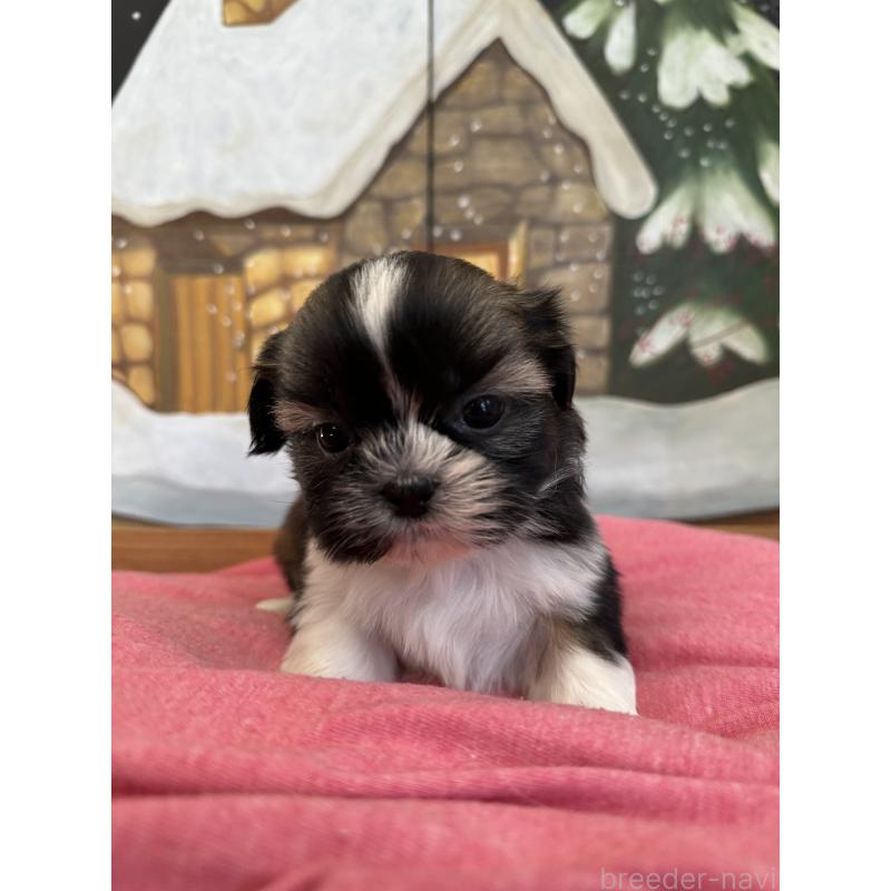 販売中の埼玉県のシーズー-440772の2枚目