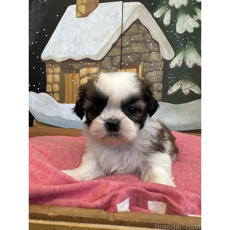 販売中の埼玉県のシーズー-440773の5枚目