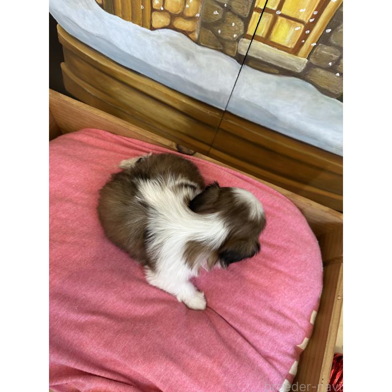 販売中の埼玉県のシーズー-440773の2枚目