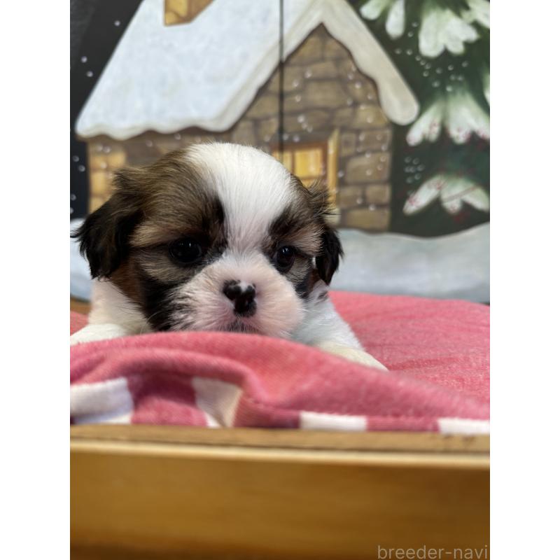 販売中の埼玉県のシーズー-440774の6枚目