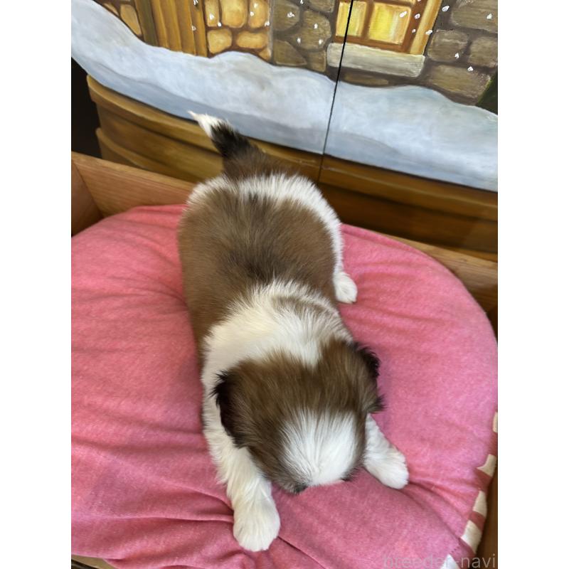 販売中の埼玉県のシーズー-440774の5枚目