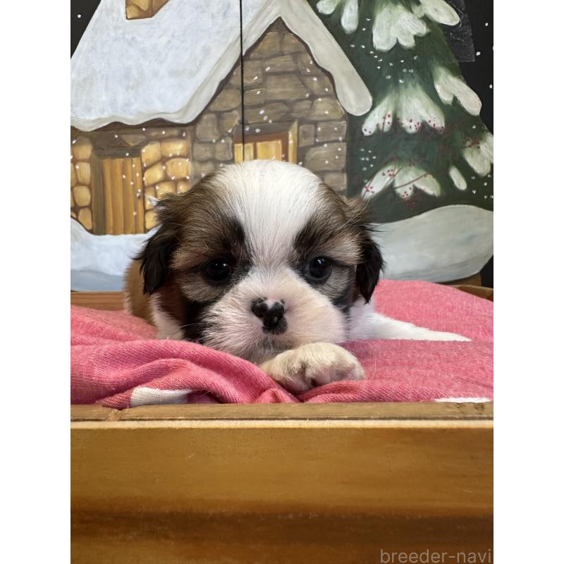 販売中の埼玉県のシーズー-440774の4枚目