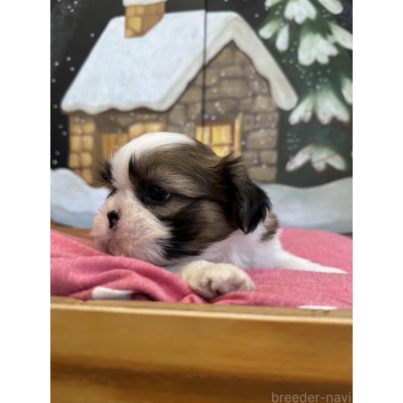 販売中の埼玉県のシーズー-440774の3枚目