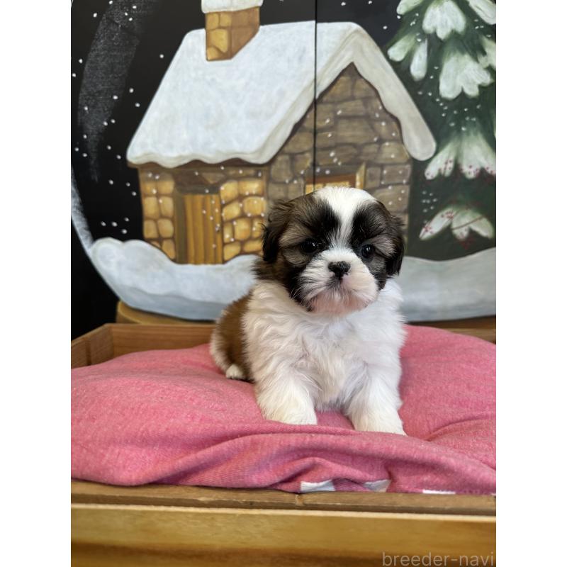 販売中の埼玉県のシーズー-440775の6枚目