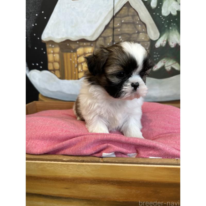 販売中の埼玉県のシーズー-440775の5枚目