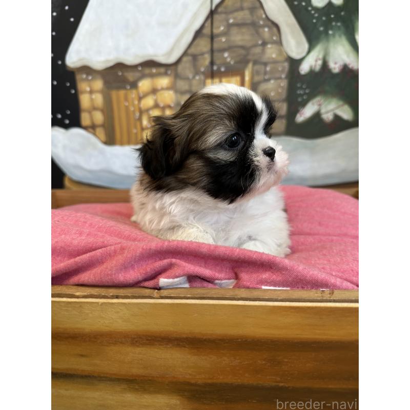 販売中の埼玉県のシーズー-440775の3枚目