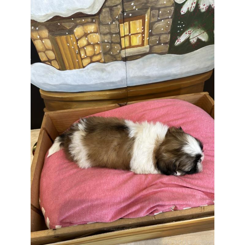 販売中の埼玉県のシーズー-440775の2枚目