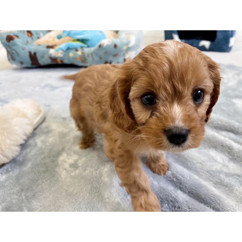 販売中の福岡県のミックス犬-431463の9枚目