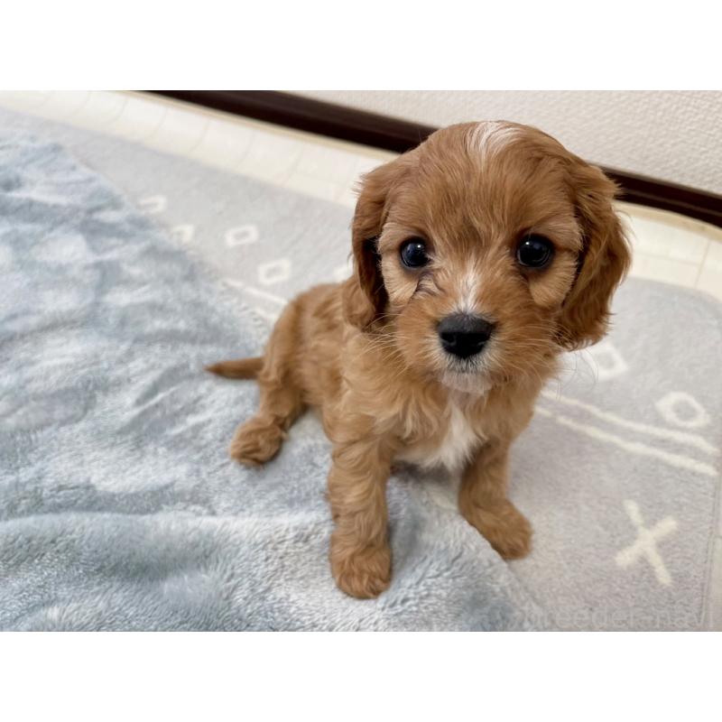 販売中の福岡県のミックス犬-431463の8枚目