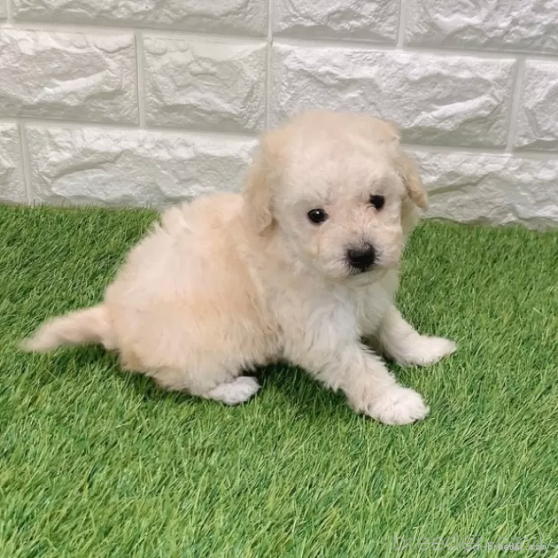 販売中の愛知県のトイプードル-440776