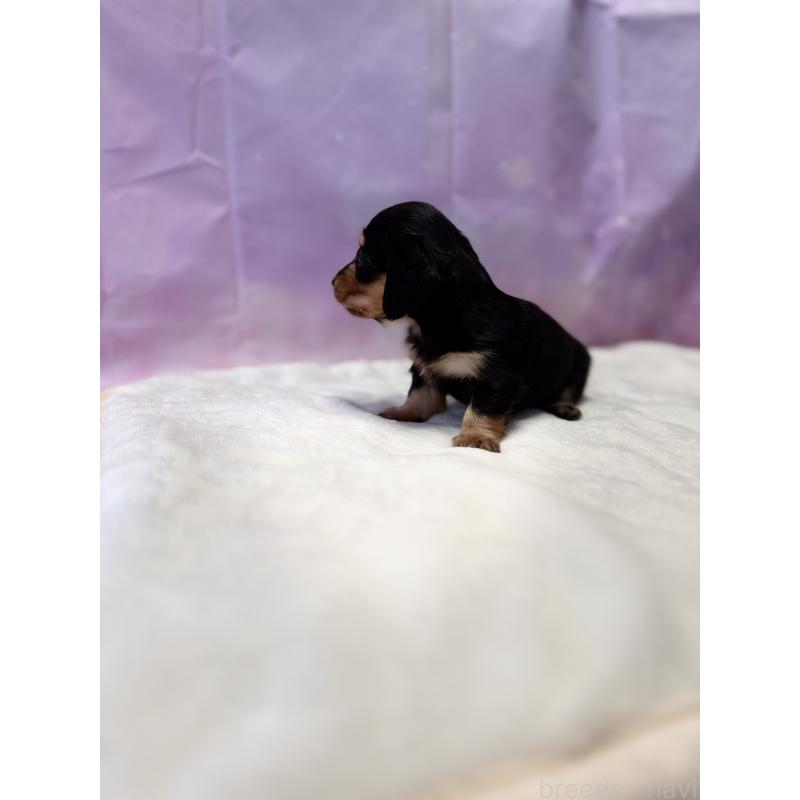 販売中の福岡県のミニチュアダックスフンド(ロングヘアード)-440778の5枚目