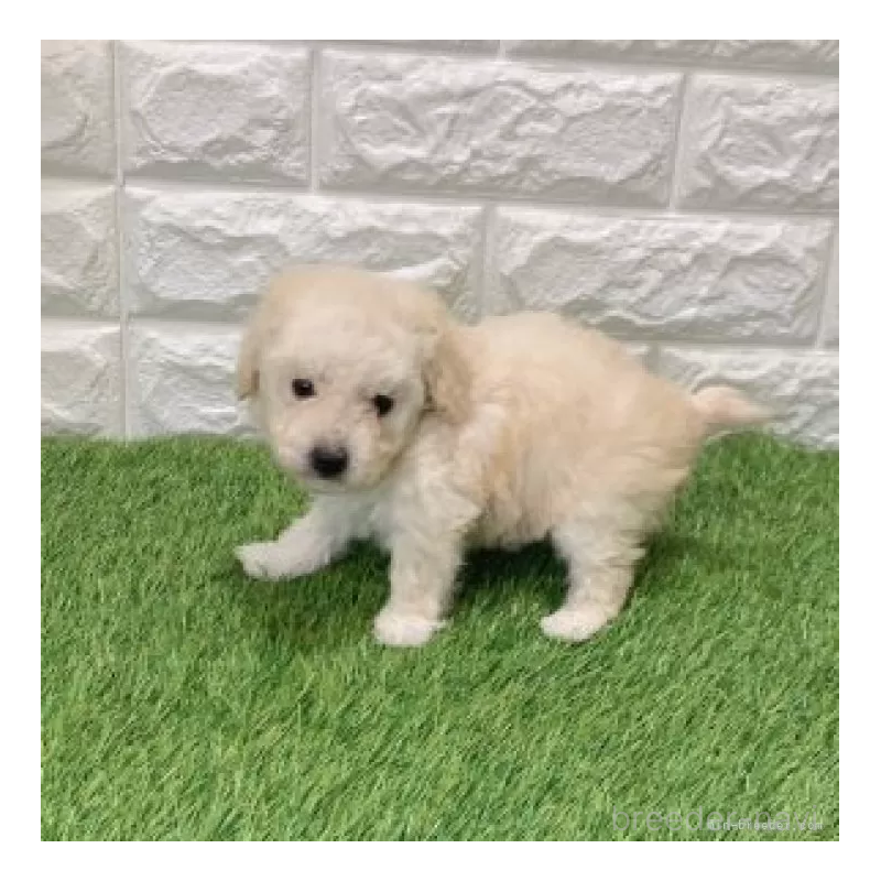 販売中の愛知県のトイプードル-440776の5枚目