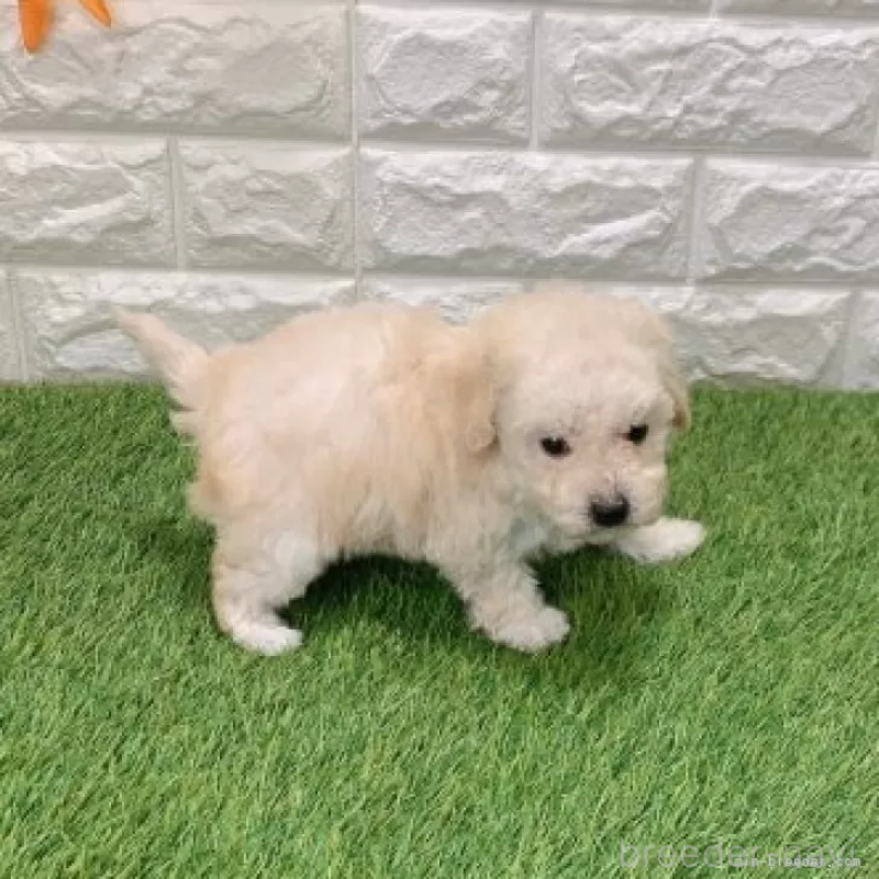 販売中の愛知県のトイプードル-440776の4枚目