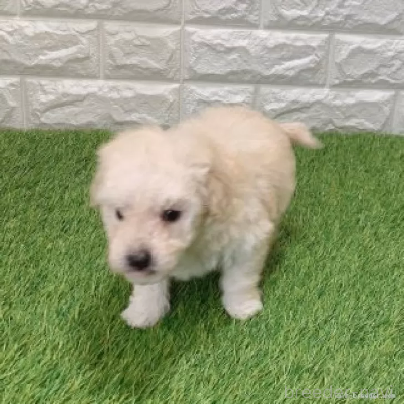 販売中の愛知県のトイプードル-440776の3枚目