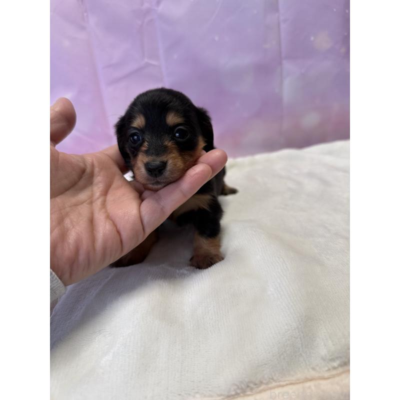 販売中の福岡県のミニチュアダックスフンド(ロングヘアード)-440778の3枚目