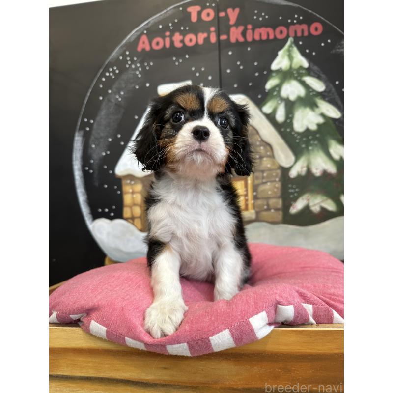 販売中の埼玉県のキャバリアキングチャールズスパニエル-438611の13枚目