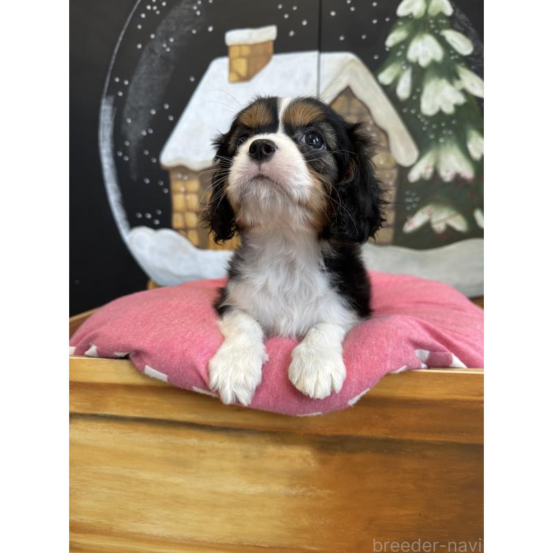 販売中の埼玉県のキャバリアキングチャールズスパニエル-438611の11枚目