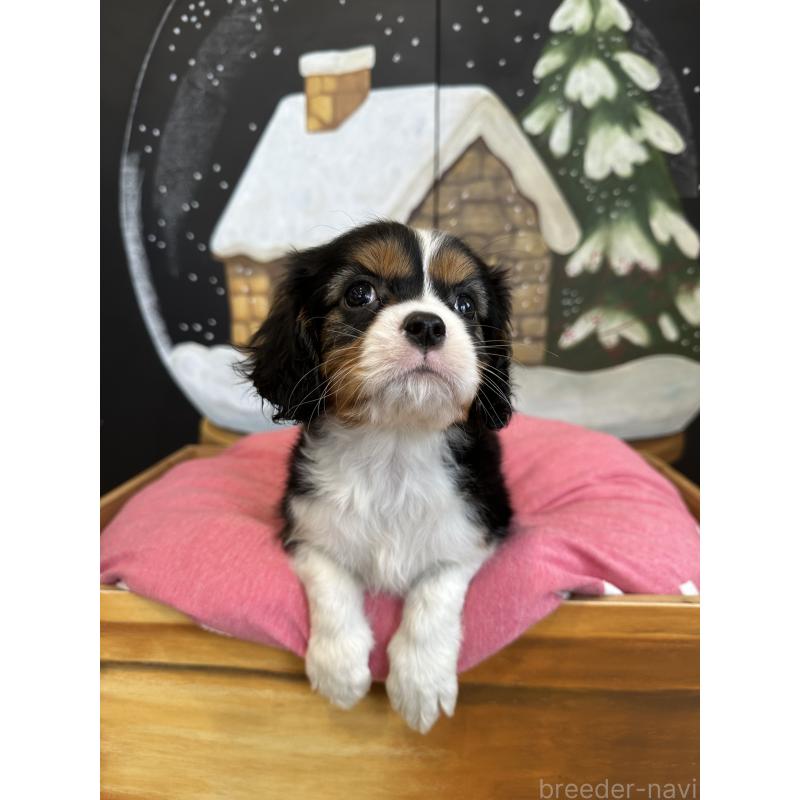 販売中の埼玉県のキャバリアキングチャールズスパニエル-438611の10枚目