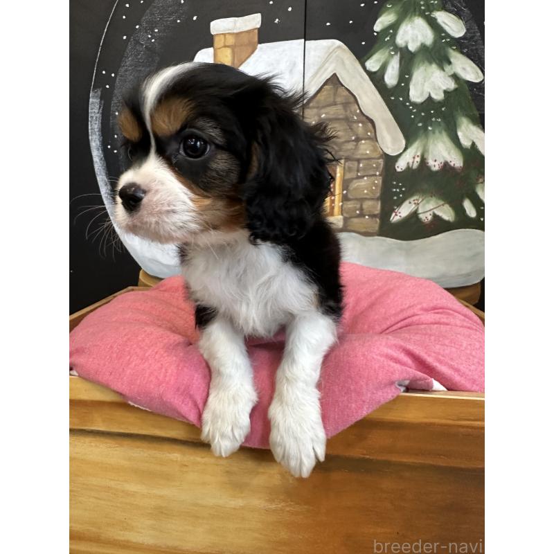 販売中の埼玉県のキャバリアキングチャールズスパニエル-438611の9枚目