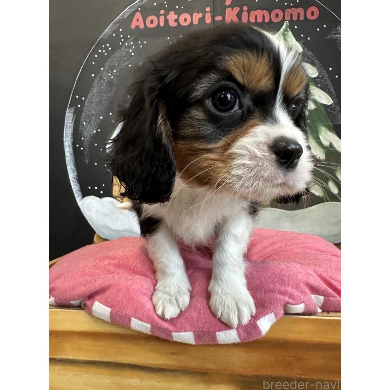 販売中の埼玉県のキャバリアキングチャールズスパニエル-438611の8枚目