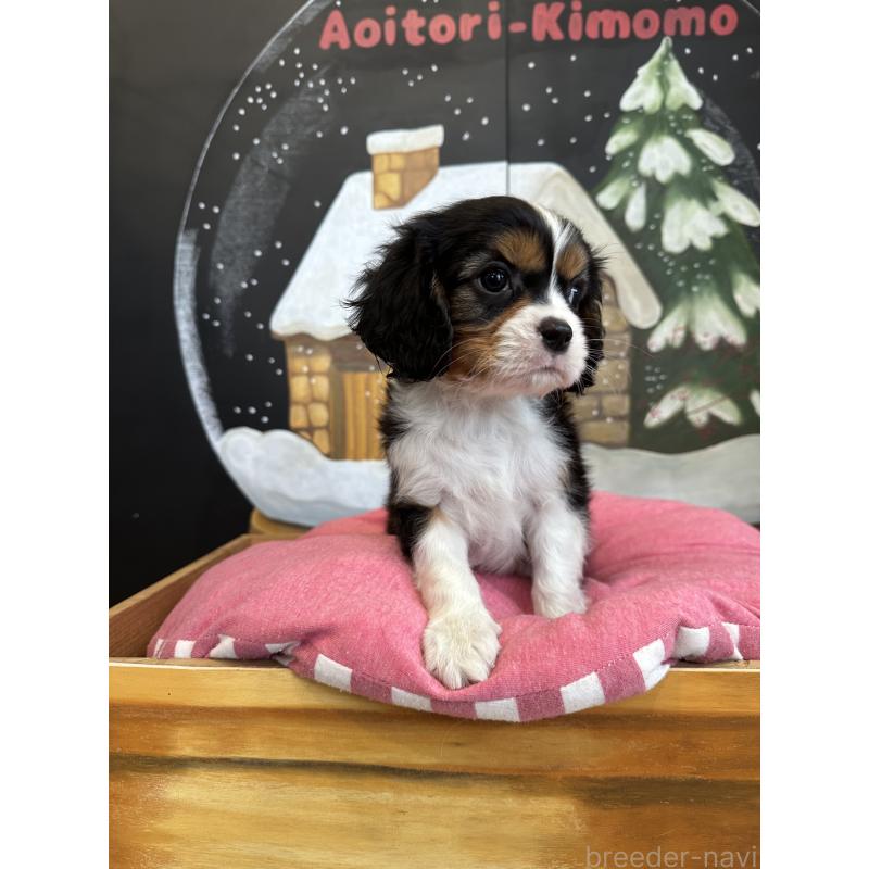 販売中の埼玉県のキャバリアキングチャールズスパニエル-438611の7枚目