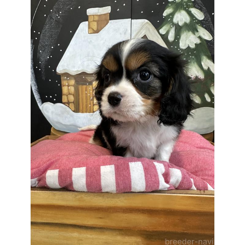 販売中の埼玉県のキャバリアキングチャールズスパニエル-438611の6枚目