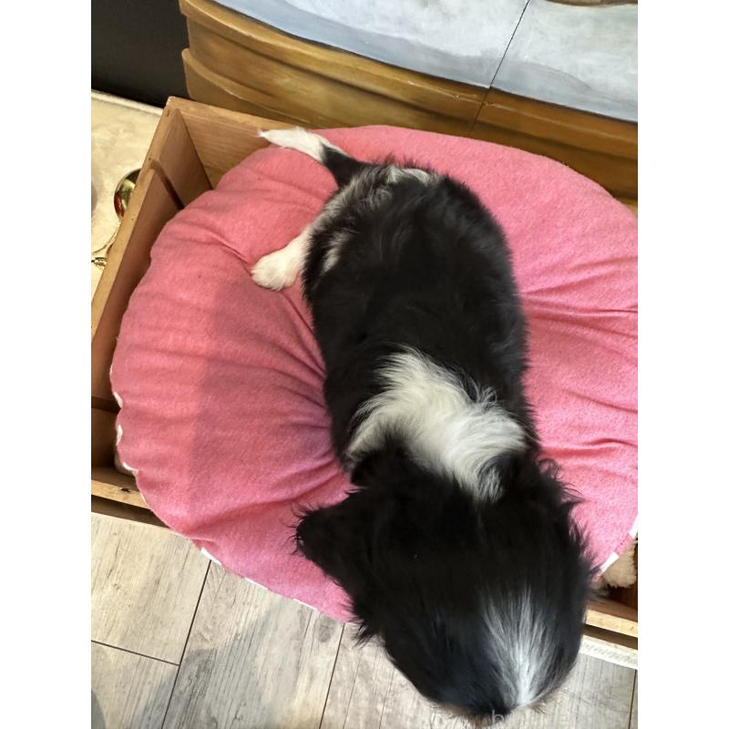 販売中の埼玉県のキャバリアキングチャールズスパニエル-438611の4枚目