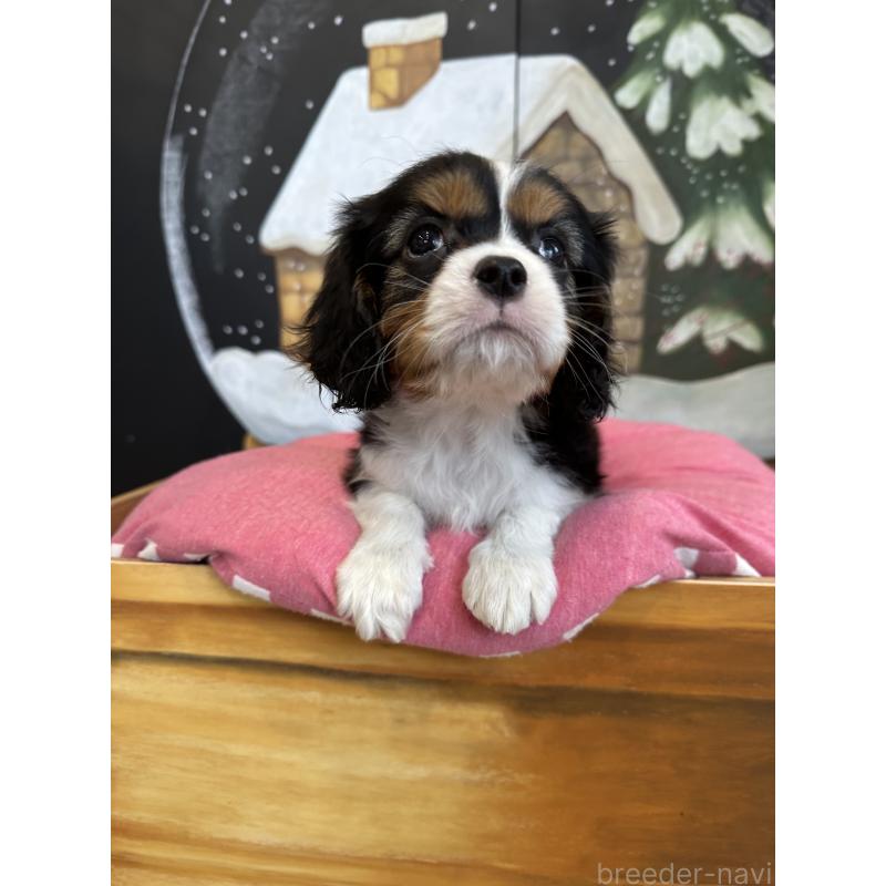 販売中の埼玉県のキャバリアキングチャールズスパニエル-438611の3枚目