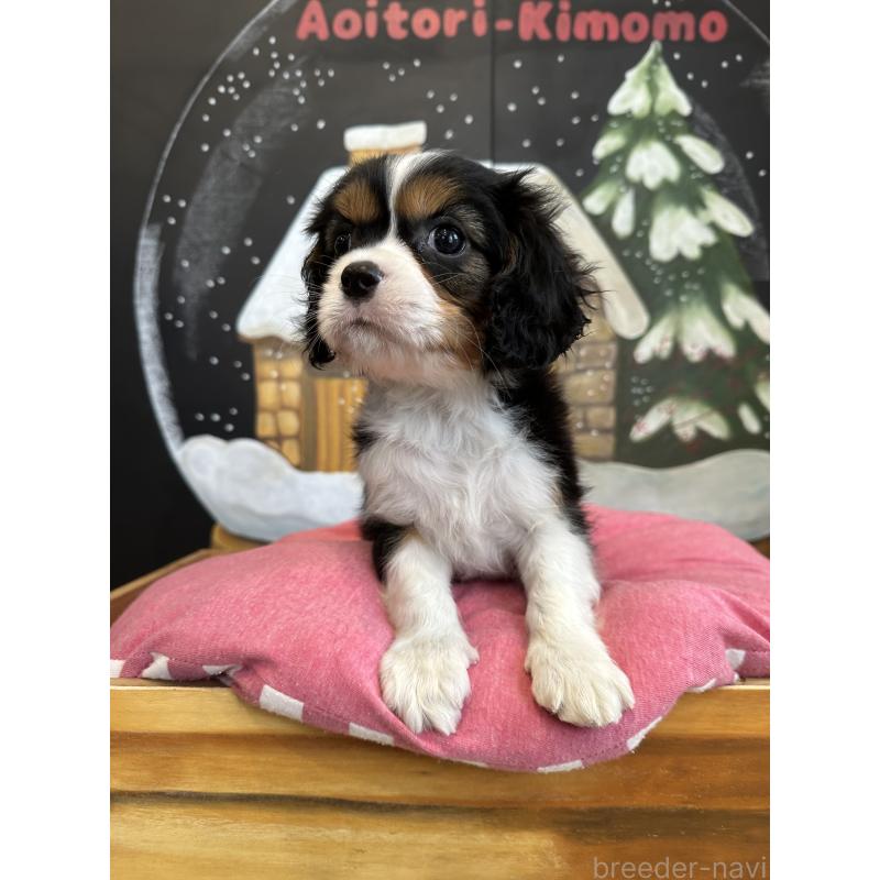 販売中の埼玉県のキャバリアキングチャールズスパニエル-438611の2枚目