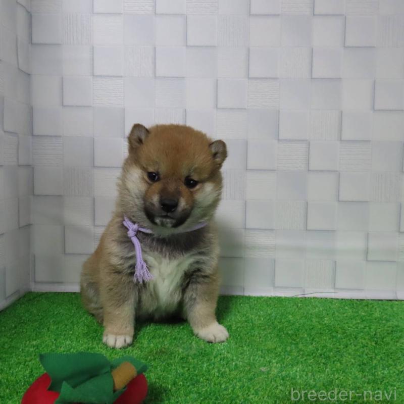 販売中の大阪府の柴犬-440779の11枚目