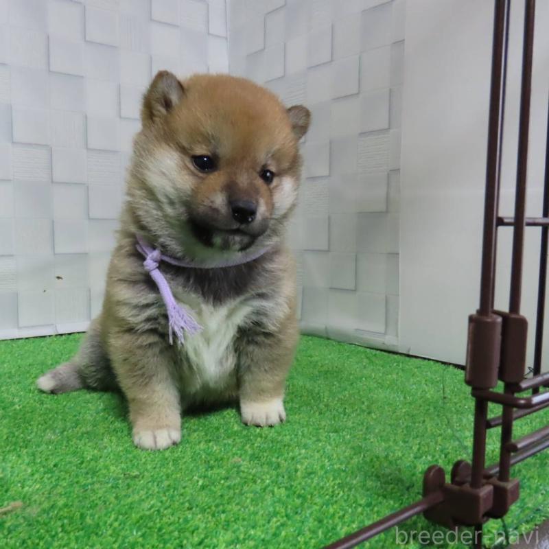 販売中の大阪府の柴犬-440779の10枚目