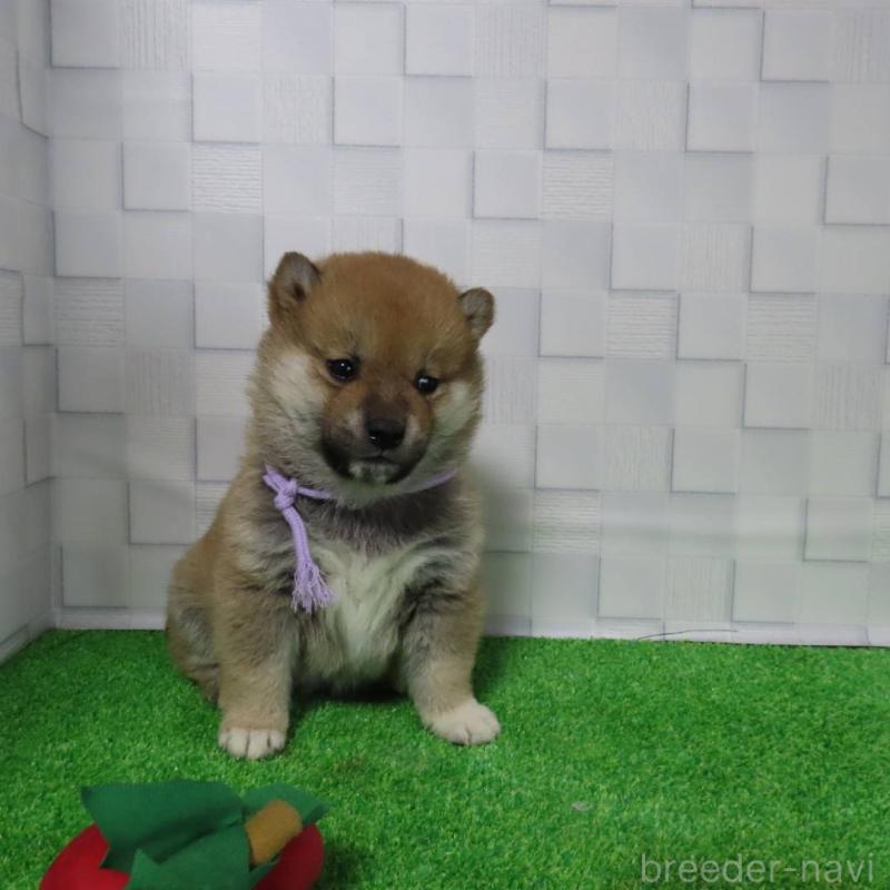 販売中の大阪府の柴犬-440779の9枚目