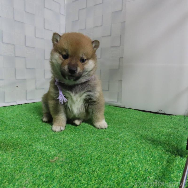 販売中の大阪府の柴犬-440779の7枚目