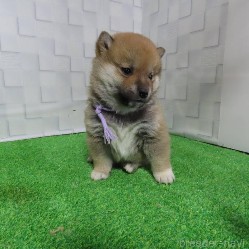 販売中の大阪府の柴犬-440779の6枚目