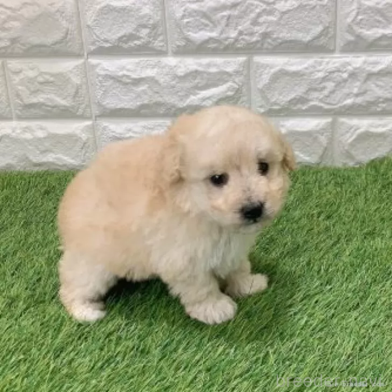 販売中の愛知県のトイプードル-440780の5枚目