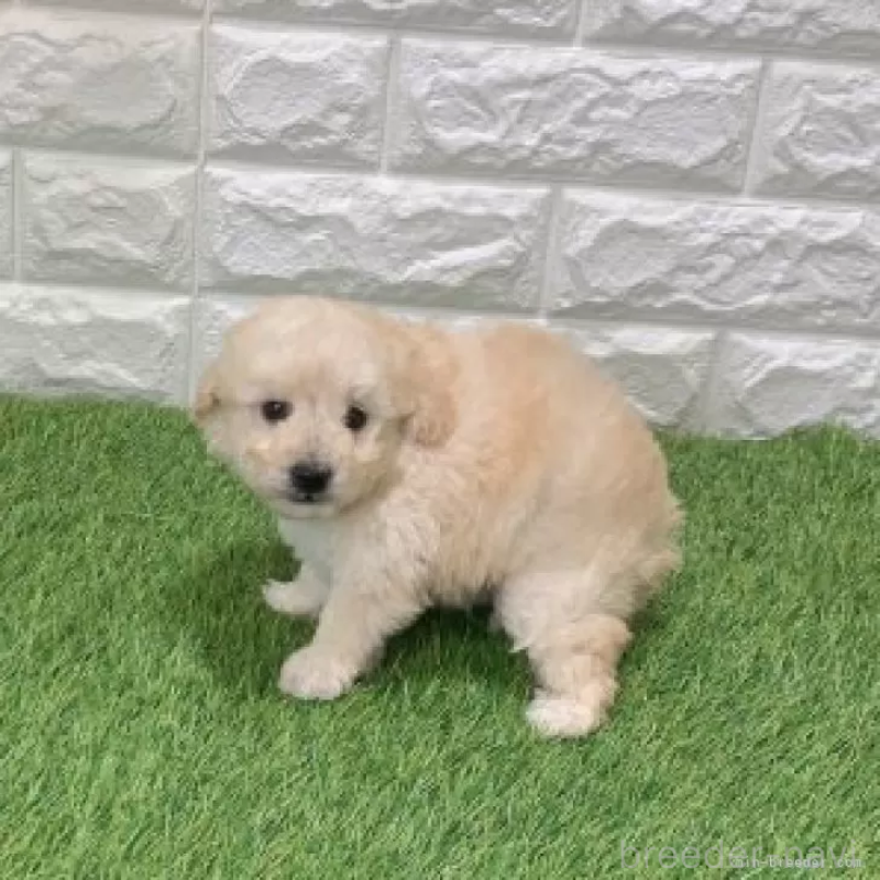 販売中の愛知県のトイプードル-440780の4枚目