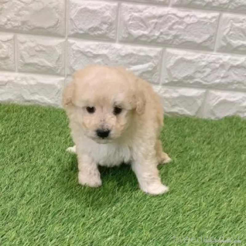 販売中の愛知県のトイプードル-440780の3枚目