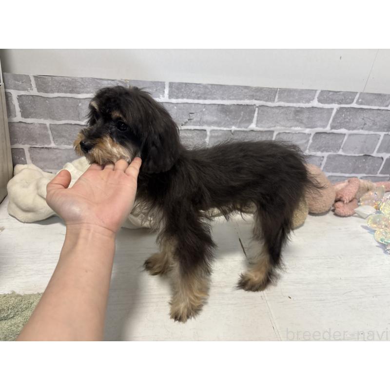 販売中の東京都のキャバプー:キャバリア×トイプードル-412919の5枚目