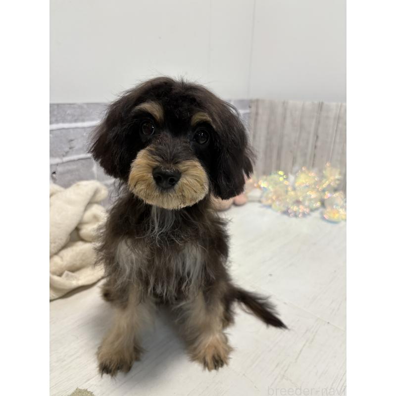 販売中の東京都のキャバプー:キャバリア×トイプードル-412919の4枚目